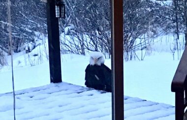 Eagle perched in the snow
